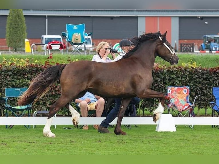 Kuc walijski sekcji D Klacz 2 lat 145 cm Skarogniada in Zoelen