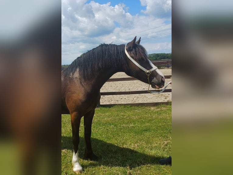 Kuc walijski sekcji D Klacz 2 lat 145 cm Skarogniada in Zoelen