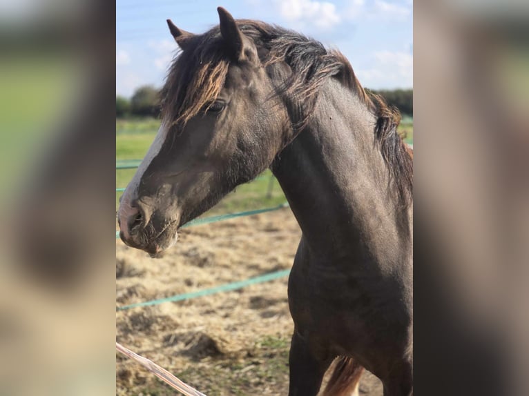 Kuc walijski sekcji D Klacz 2 lat 145 cm Skarogniada in Zoelen