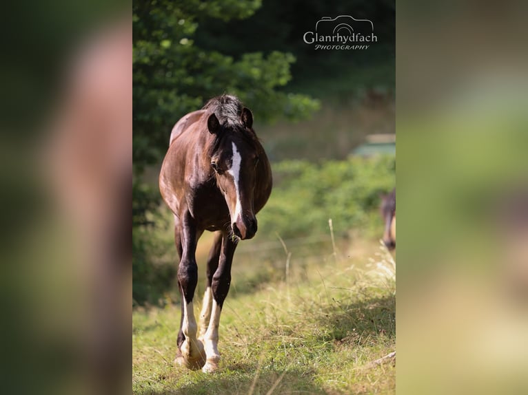 Kuc walijski sekcji D Klacz 2 lat 152 cm Ciemnogniada in Fürth
