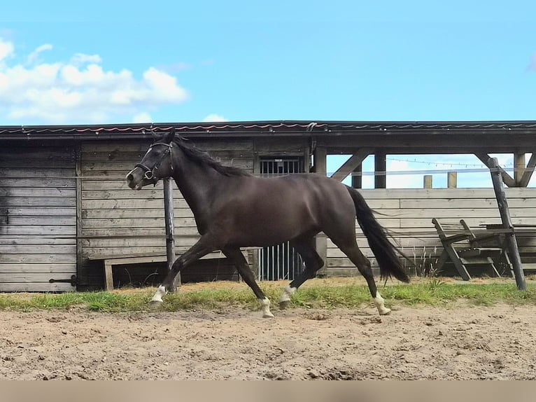 Kuc walijski sekcji D Klacz 3 lat 142 cm  in Dwingeloo