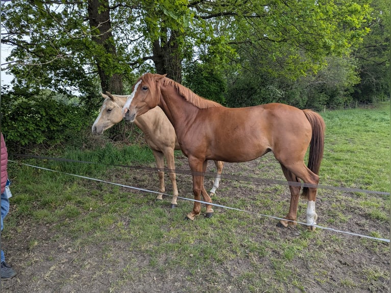 Kuc walijski sekcji D Klacz 3 lat 145 cm Kasztanowata in Zuna