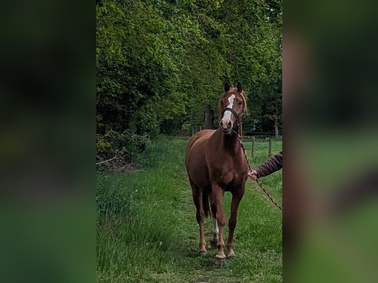 Kuc walijski sekcji D Klacz 3 lat 145 cm Kasztanowata in Zuna