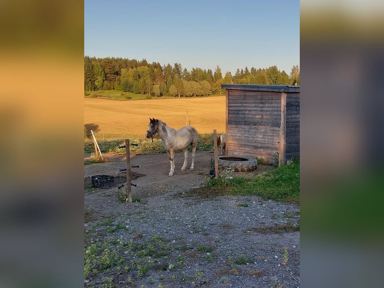 Kuc walijski sekcji D Klacz 3 lat 145 cm Kasztanowatodereszowata in Helsinki