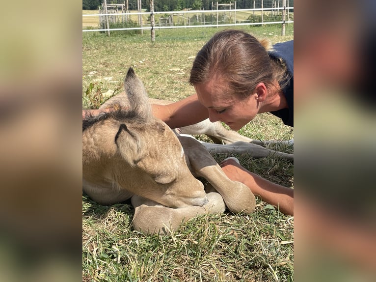 Kuc walijski sekcji D Klacz 3 lat 148 cm Jelenia in Rennertshofen