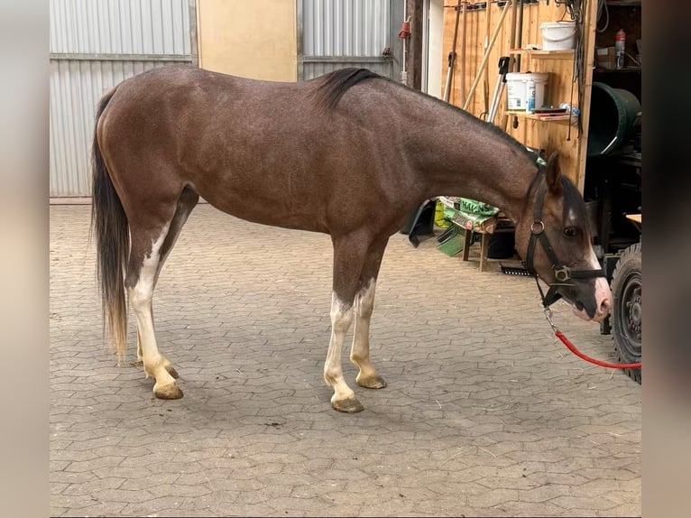 Kuc walijski sekcji D Klacz 4 lat 142 cm  in Daleiden