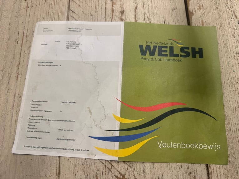 Kuc walijski sekcji D Klacz 4 lat 142 cm Stalowosiwy in Oud Gastel