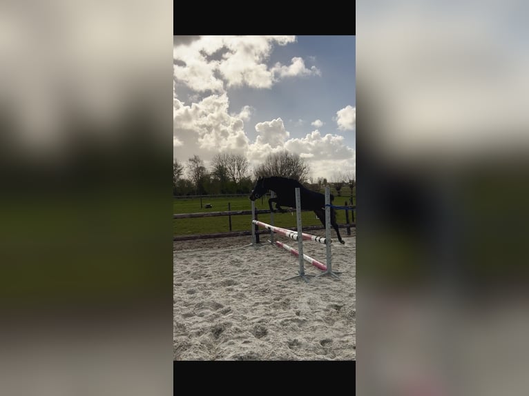 Kuc walijski sekcji D Klacz 4 lat 144 cm Ciemnogniada in Uithuizermeeden