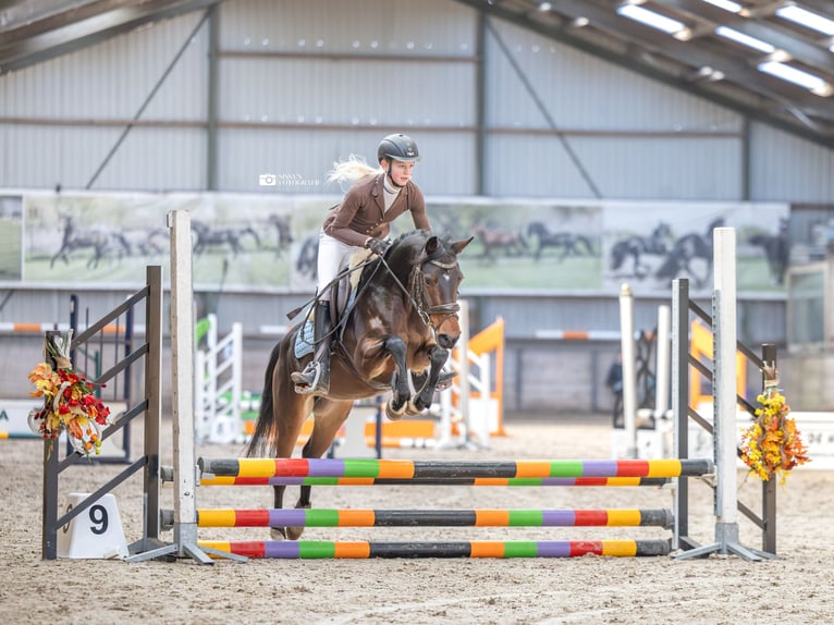 Kuc walijski sekcji D Klacz 4 lat 145 cm Ciemnogniada in Lijnden
