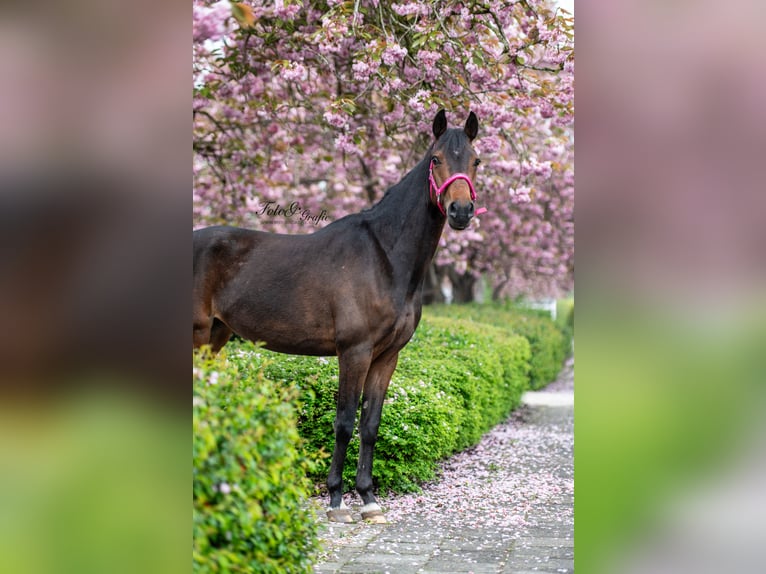 Kuc walijski sekcji D Klacz 4 lat 145 cm Ciemnogniada in Lijnden