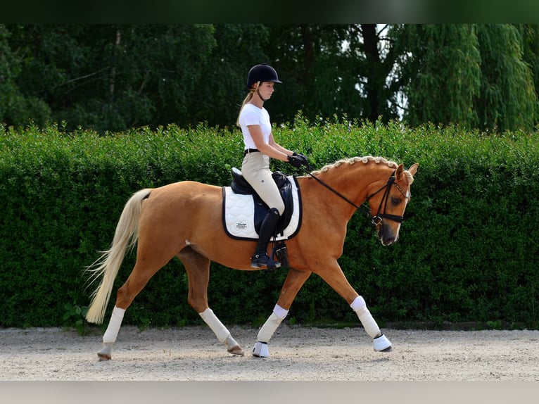 Kuc walijski sekcji D Klacz 4 lat 146 cm Izabelowata in Poznań