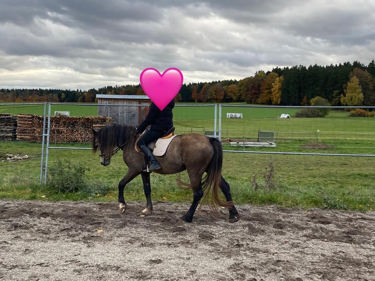 Kuc walijski sekcji D Klacz 4 lat 146 cm Jelenia in Bayern