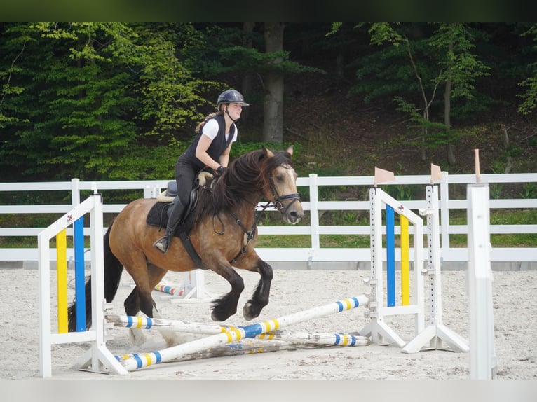 Kuc walijski sekcji D Mix Klacz 4 lat 160 cm Bułana in Nettersheim