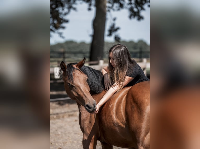 Kuc walijski sekcji D Klacz 5 lat 146 cm Gniada in Merselo