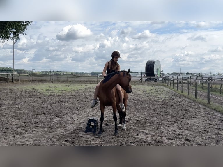 Kuc walijski sekcji D Klacz 5 lat 146 cm Gniada in Merselo