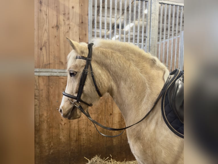 Kuc walijski sekcji D Klacz 5 lat 147 cm Izabelowata in Stahnsdorf