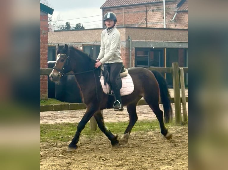 Kuc walijski sekcji D Klacz 6 lat 142 cm Ciemnogniada in Bornem