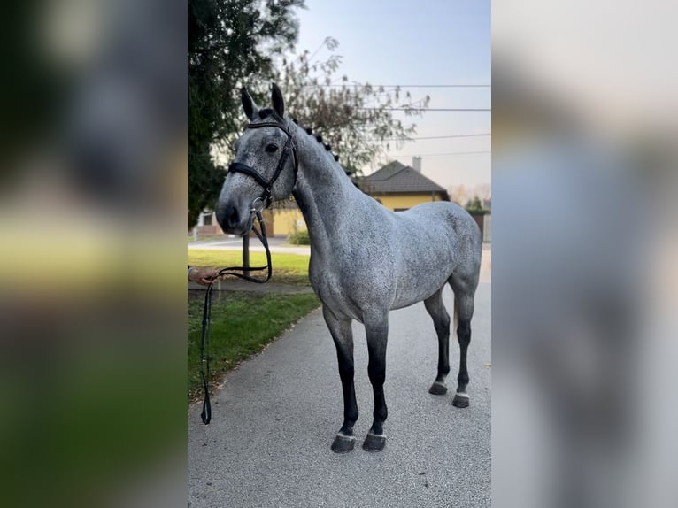 Kuc walijski sekcji D Klacz 6 lat 150 cm Kara in Gödöllő