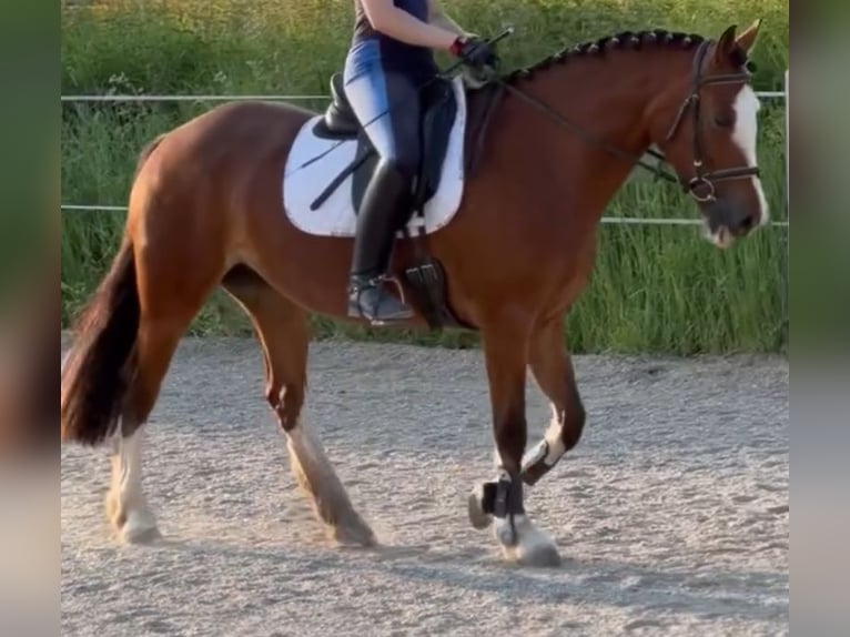 Kuc walijski sekcji D Klacz 6 lat 152 cm Gniada in Schwelm