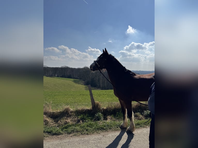 Kuc walijski sekcji D Klacz 6 lat 152 cm Gniada in Schwelm