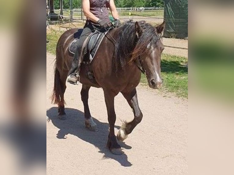 Kuc walijski sekcji D Klacz 7 lat 147 cm Ciemnogniada in Trebbin