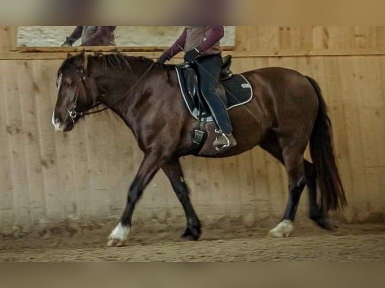 Kuc walijski sekcji D Klacz 7 lat 147 cm Ciemnogniada in Trebbin