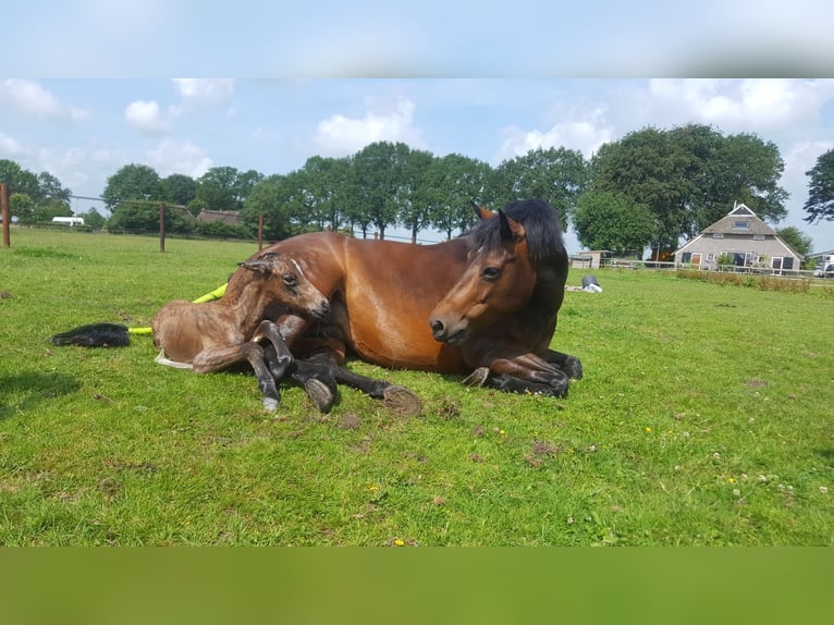 Kuc walijski sekcji D Klacz 7 lat 147 cm Jelenia in Dwingeloo