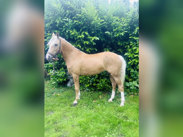 Kuc walijski sekcji D Klacz 7 lat 148 cm Izabelowata in Makkum