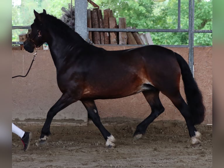 Kuc walijski sekcji D Klacz 7 lat 152 cm in Glüsing