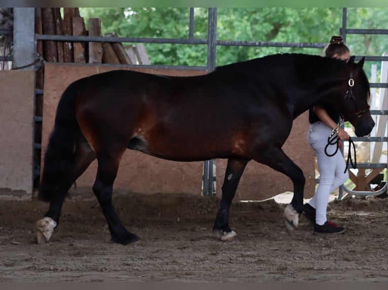 Kuc walijski sekcji D Klacz 7 lat 152 cm in Glüsing