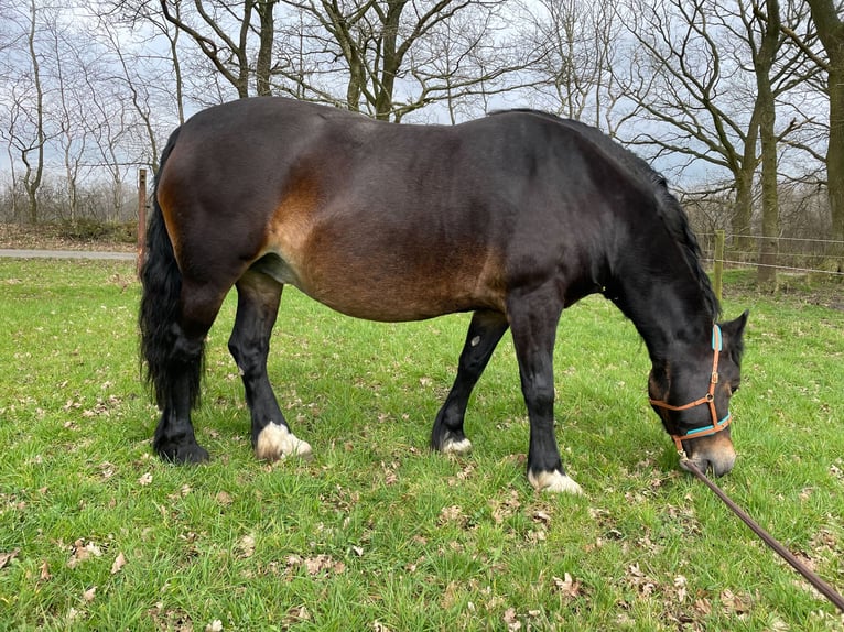 Kuc walijski sekcji D Klacz 7 lat 152 cm in Glüsing