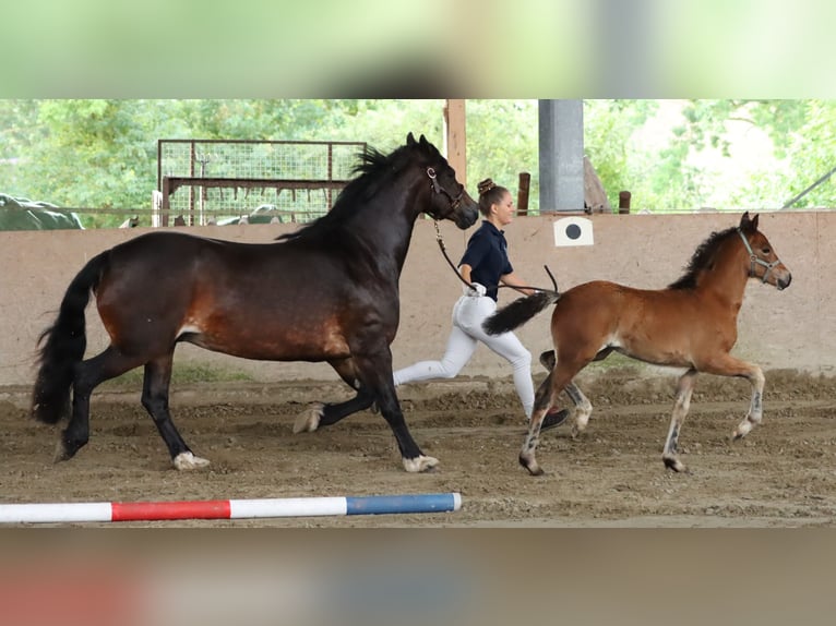 Kuc walijski sekcji D Klacz 7 lat 152 cm in Glüsing