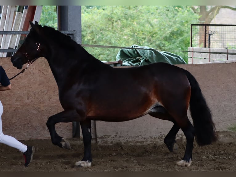 Kuc walijski sekcji D Klacz 7 lat 152 cm in Glüsing