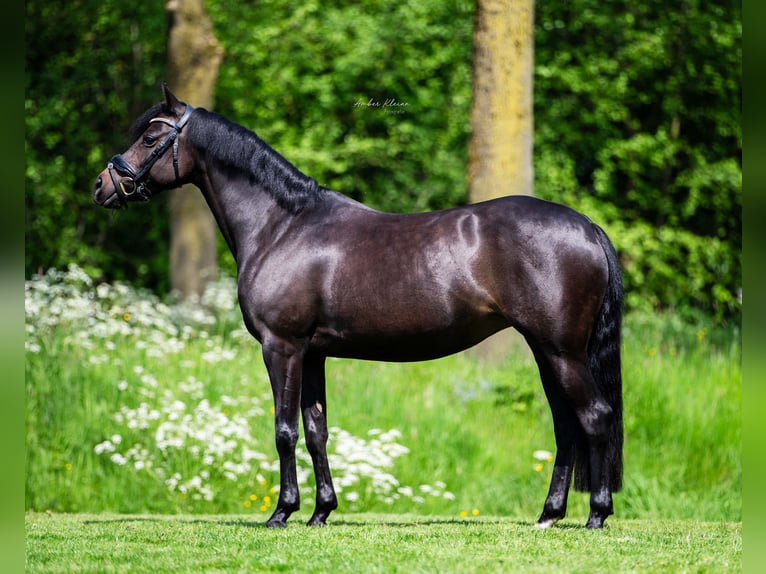 Kuc walijski sekcji D Klacz 8 lat 145 cm Ciemnogniada in Alphen