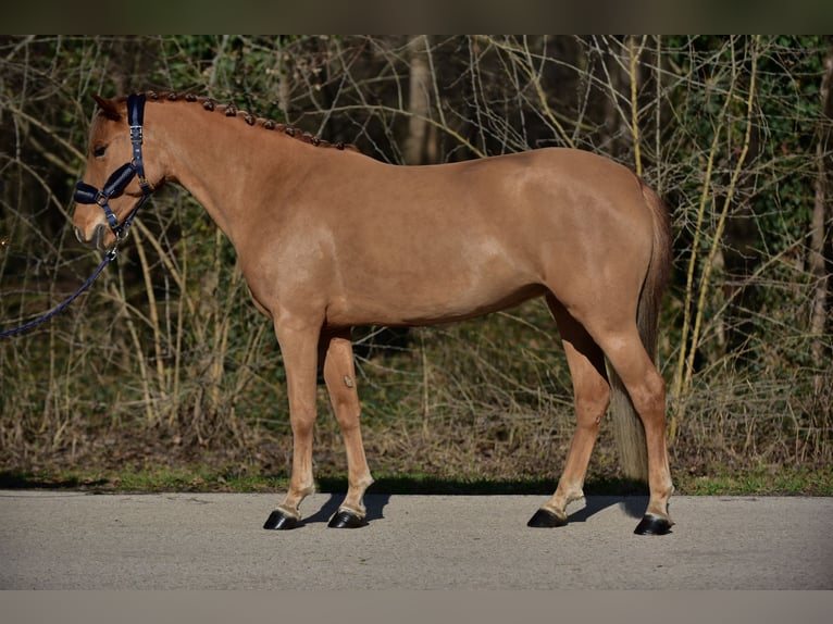 Kuc walijski sekcji D Klacz 8 lat 146 cm Kasztanowata in Ammersbek