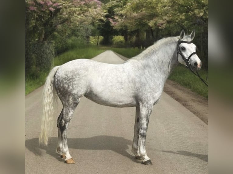 Kuc walijski sekcji D Klacz 8 lat 147 cm Siwa in Murska Soboda
