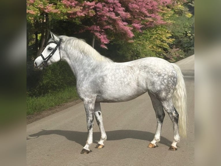 Kuc walijski sekcji D Klacz 8 lat 147 cm Siwa in Murska Soboda
