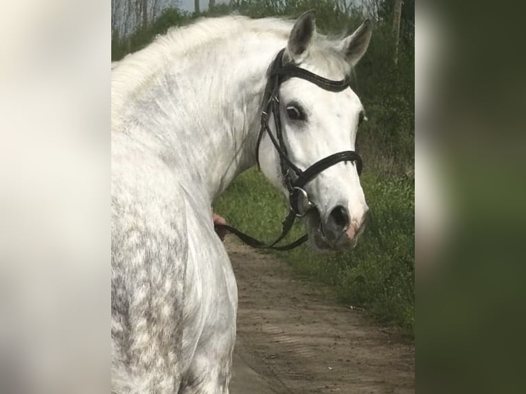 Kuc walijski sekcji D Klacz 8 lat 147 cm Siwa in Murska Soboda