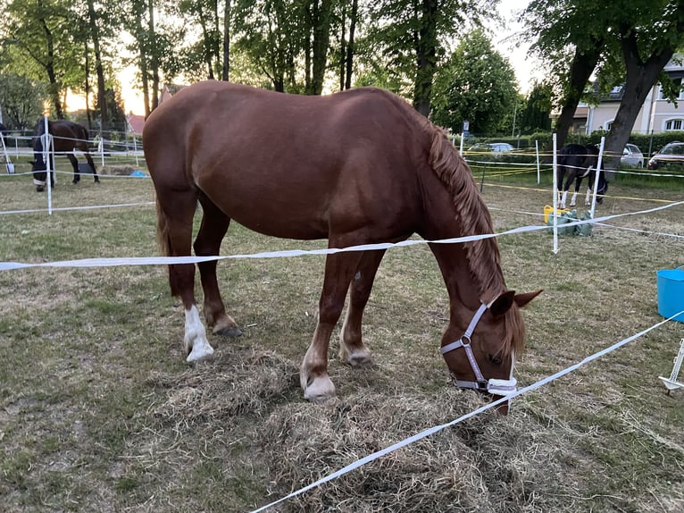 Kuc walijski sekcji D Klacz 8 lat 148 cm Kasztanowata in Tornesch