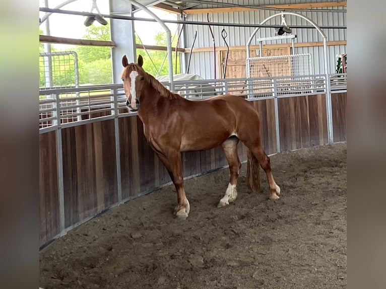 Kuc walijski sekcji D Klacz 8 lat 148 cm Kasztanowata in Tornesch