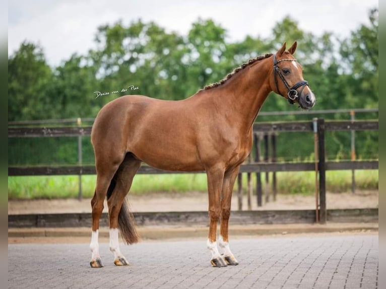 Kuc walijski sekcji D Klacz 9 lat 144 cm Ciemnokasztanowata in Pijnacker