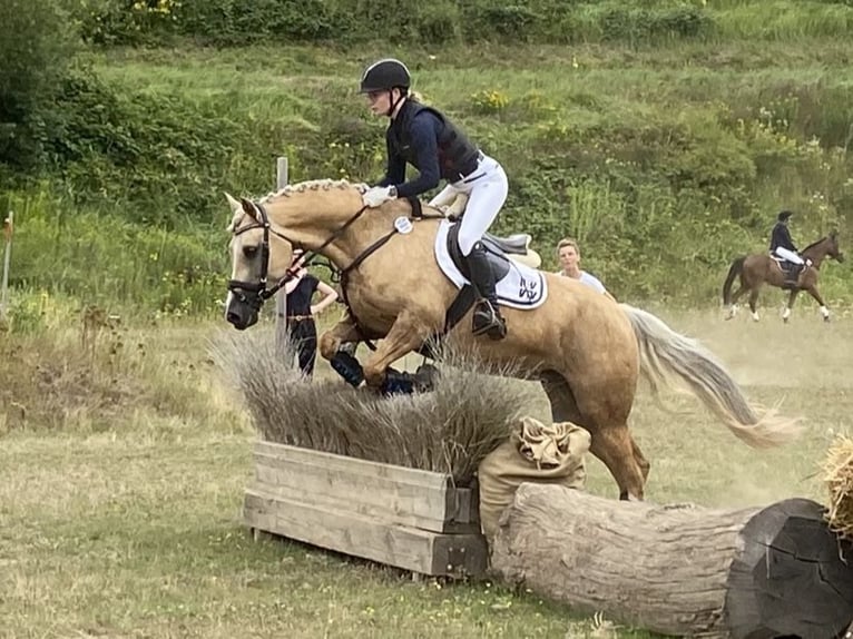 Kuc walijski sekcji D Klacz 9 lat 148 cm Izabelowata in Kabelhorst