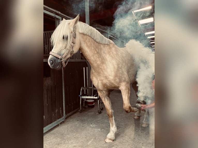 Kuc walijski sekcji D Klacz 9 lat 148 cm Izabelowata in Kabelhorst