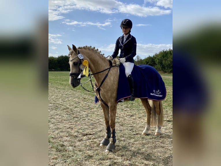 Kuc walijski sekcji D Klacz 9 lat 148 cm Izabelowata in Kabelhorst