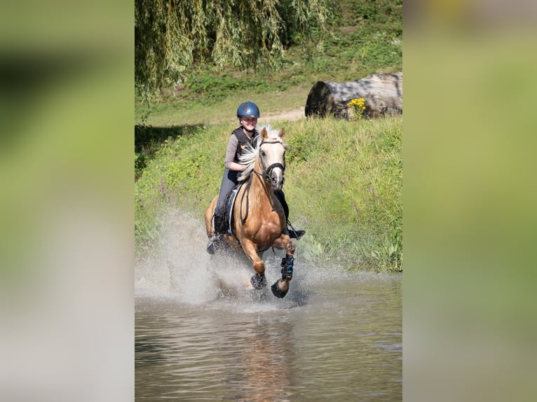 Kuc walijski sekcji D Klacz 9 lat 148 cm Izabelowata in Kabelhorst