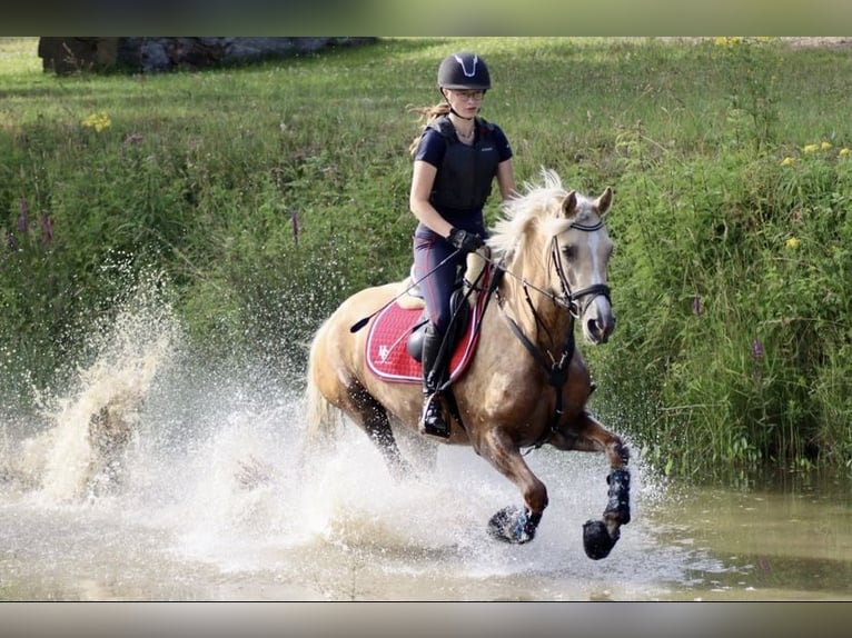 Kuc walijski sekcji D Klacz 9 lat 148 cm Izabelowata in Kabelhorst