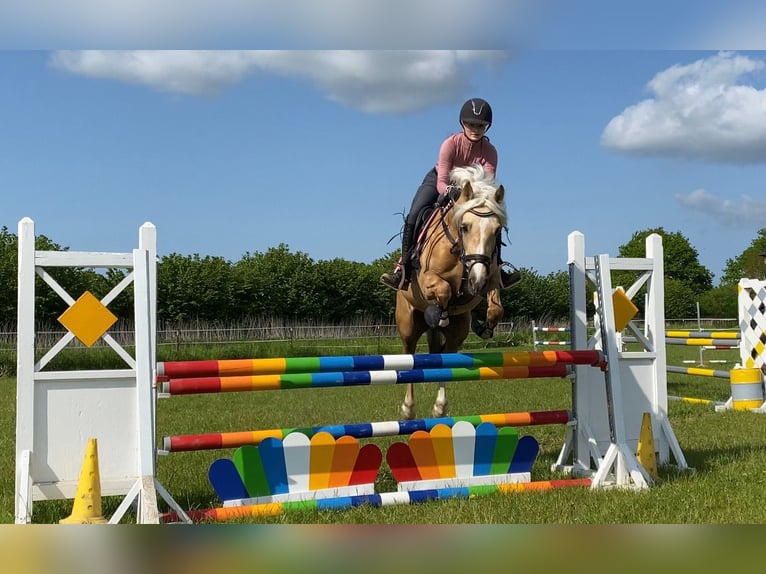Kuc walijski sekcji D Klacz 9 lat 148 cm Izabelowata in Kabelhorst