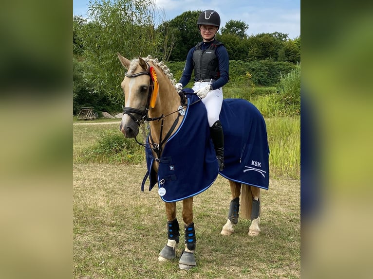 Kuc walijski sekcji D Klacz 9 lat 148 cm Izabelowata in Kabelhorst
