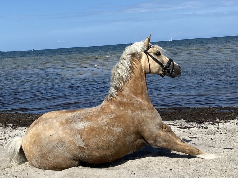 Kuc walijski sekcji D Klacz 9 lat 148 cm Izabelowata in Kabelhorst