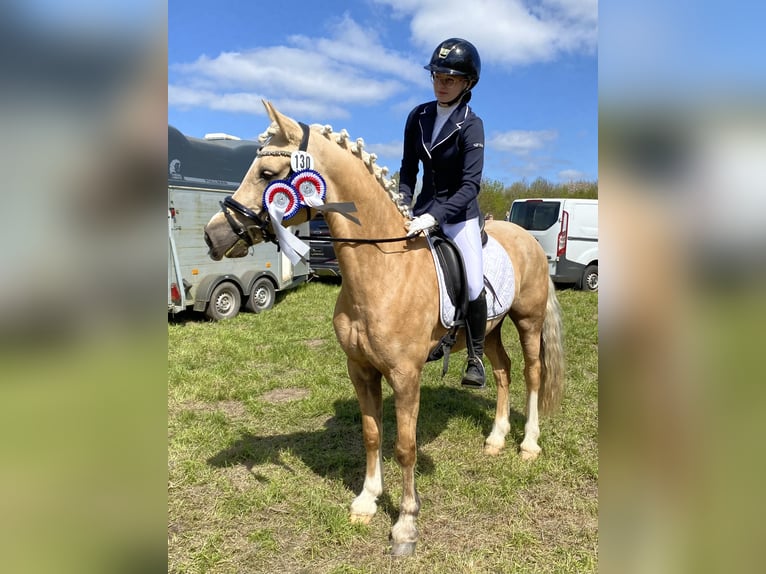 Kuc walijski sekcji D Klacz 9 lat 148 cm Izabelowata in Kabelhorst